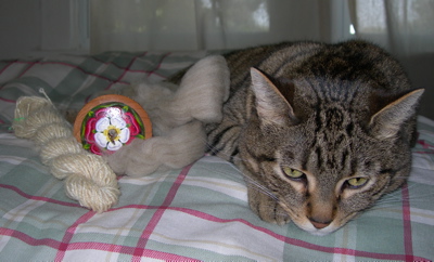 Still life with cat and wool.