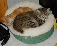 cats in a basket.