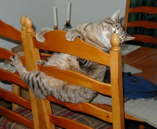 Cat dangling on the back of a chair.